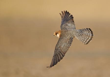 Red-footed Falcon BOF