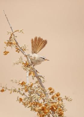 Scrub Warbler