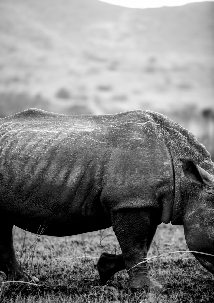 Black Rhino from Shot by Clint