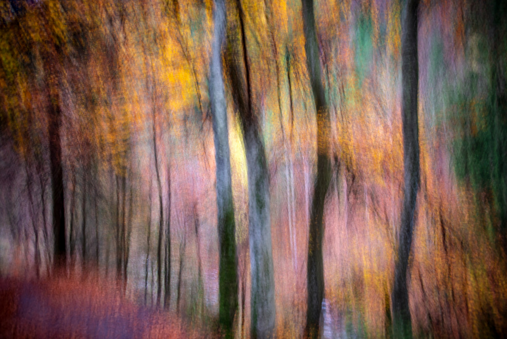 Forest in Autumn from Silvija Danelsone