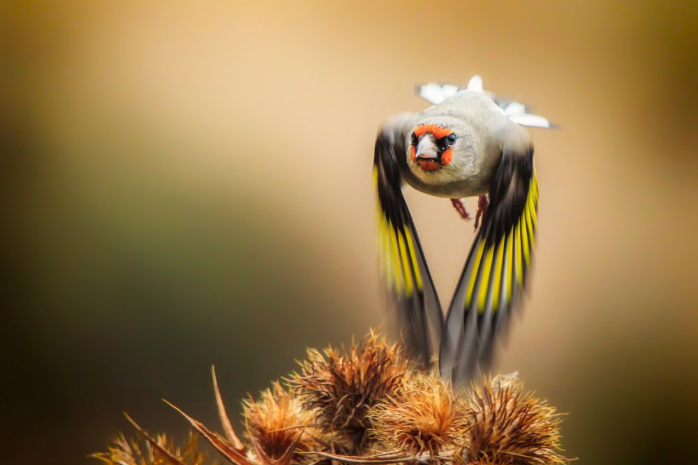 Goldfinch from Sina Pezeshki