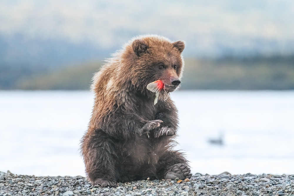 A bear cub and its yummy sockeye salmon tail from Siyu and Wei Photography