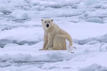 Polar Bear and Ivory Gull on Sea Ice
