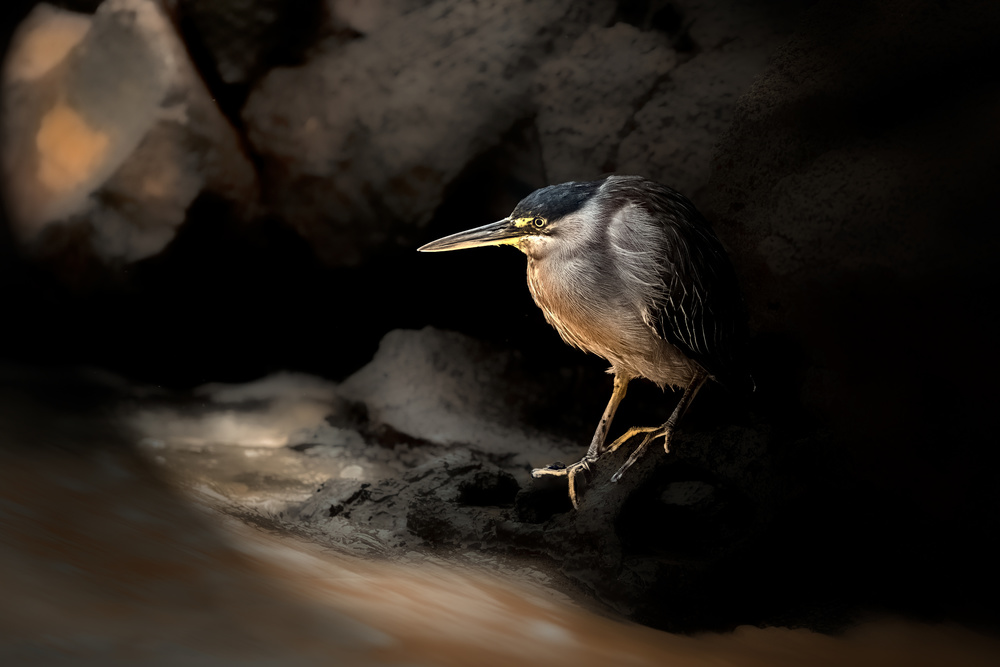 Striated Heron from Siyu and Wei Photography