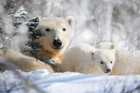 Mom and cubs