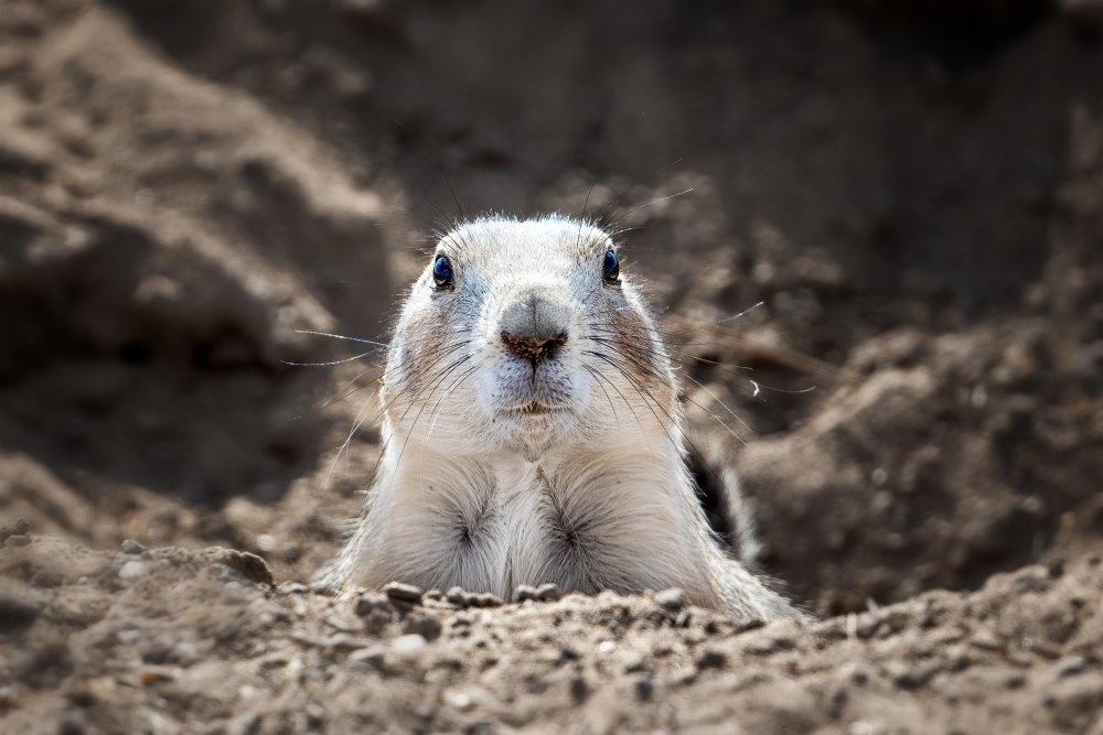 Prairie Dog from Siyu and Wei Photography
