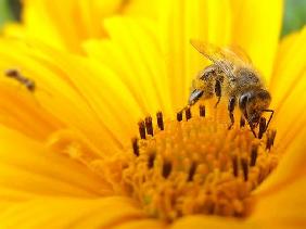 sun flower bee