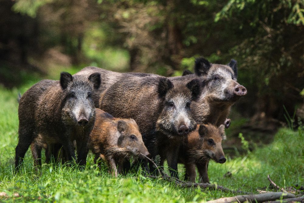 Wild boar family from Stefan Völkel