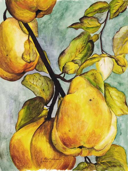 Pears on the branch from Stefanie Zachmann