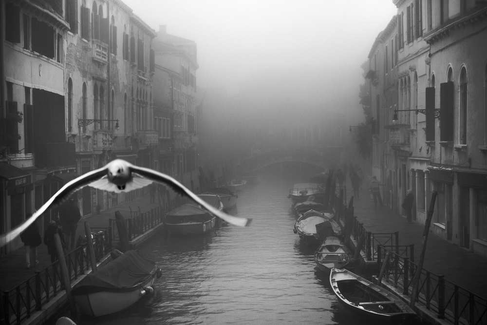 Seagull from the mist from Stefano Avolio