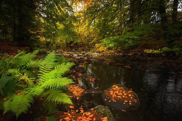 Autumn in the Harz from Steffen  Gierok