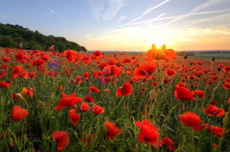 poppies