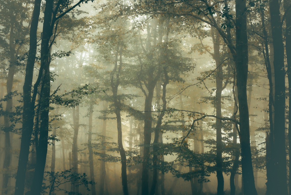 Forest from Stephanie Kleimann