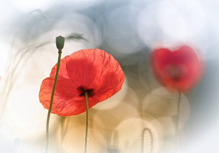 Morning Poppies from Steve Moore