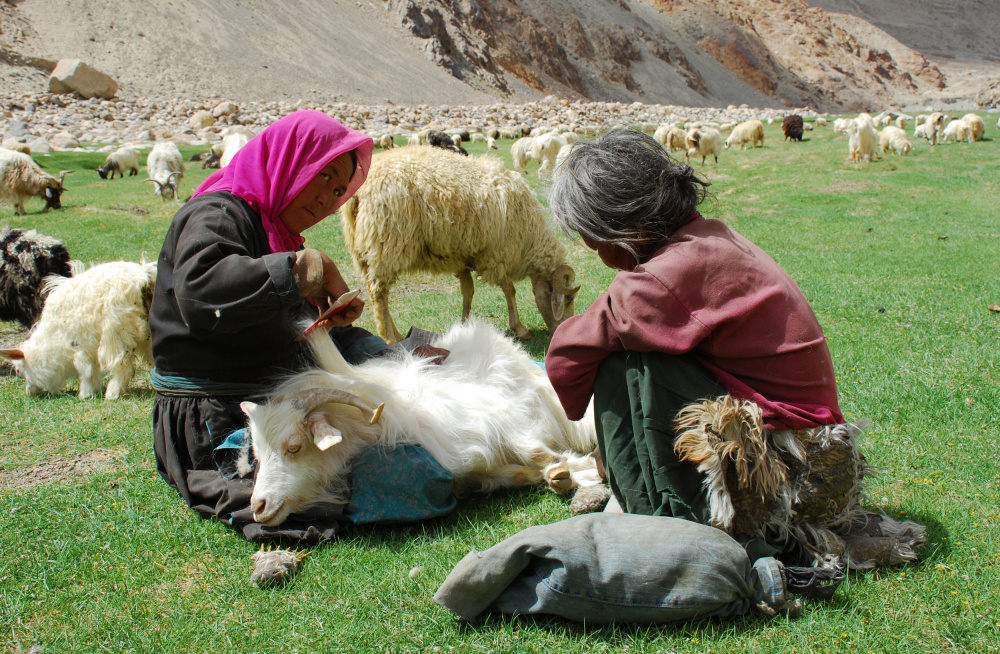 Combing the Sheep from Subhash Sapru