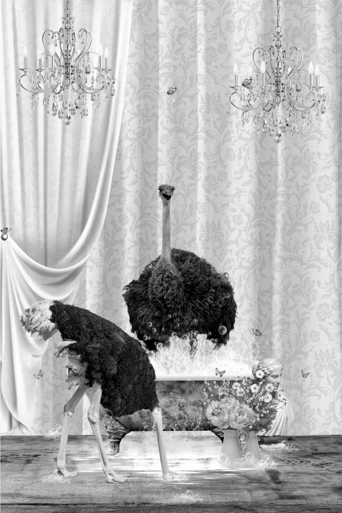 Ostriches &amp; Bubbles Black &amp; White from Sue Skellern