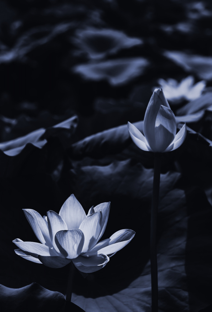 Midsummer lotus field_bi from Sunao Isotani