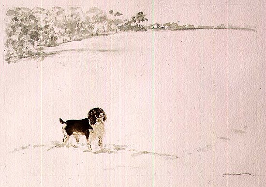 Springer Spaniel in the Snow from Suzi  Kennett