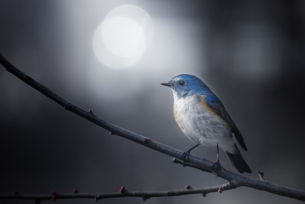 Blue Bird from Takashi Suzuki