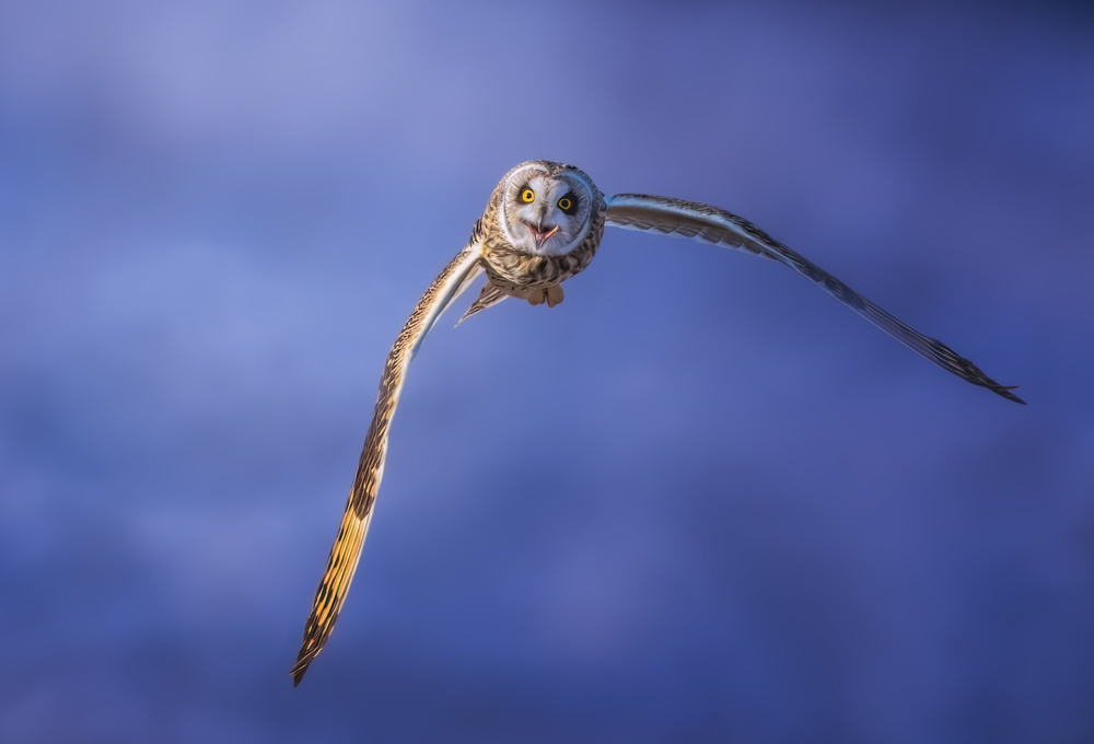 Short-eared Owl from Tao Huang