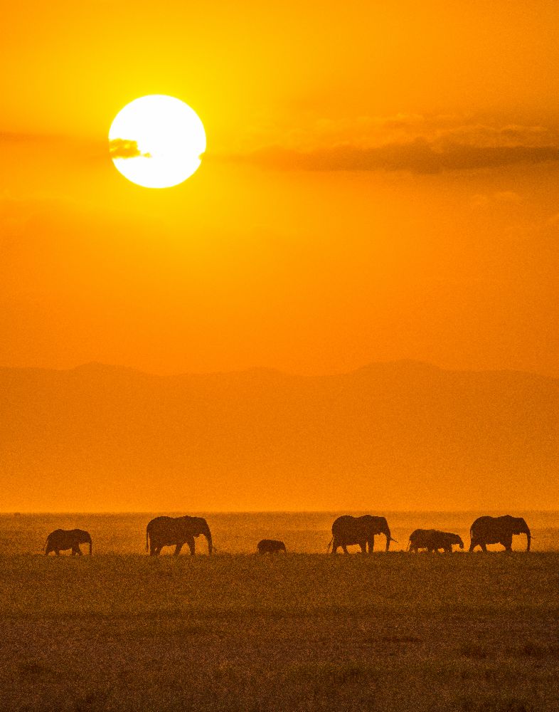 Elephants at Sunset from Ted Taylor