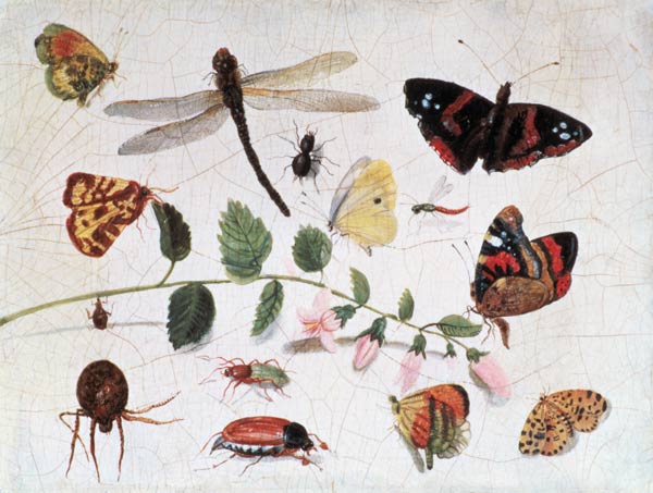 Butterflies, Insects and Flowers from the Elder Kessel