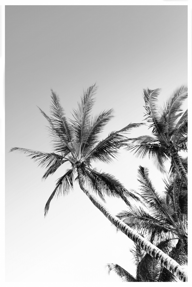 Palms Black and White Photography from THE MIUUS STUDIO