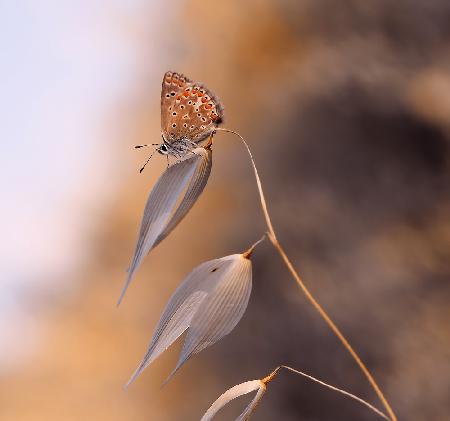 The lightness of the butterfly...