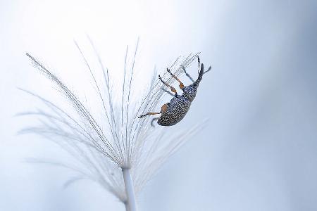 Parachute descent...