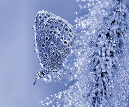 Christmas butterfly...