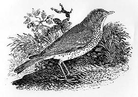 The Throstle Thrush from ''History of British Birds and Quadrupeds''