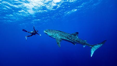 Playing with the Whale Shark