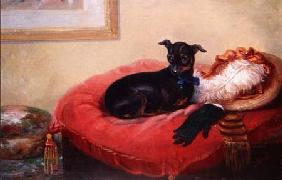 Her Favourite Pet: a Manchester Terrier on a red cushion