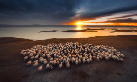 Flocks of flocks at dusk