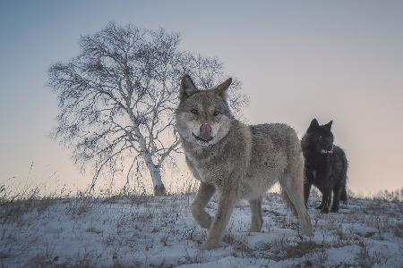 Two snow wolves