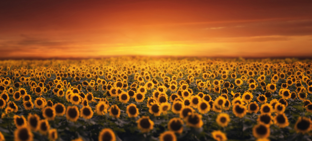 Sunset on Sunflower field from Tiger Seo