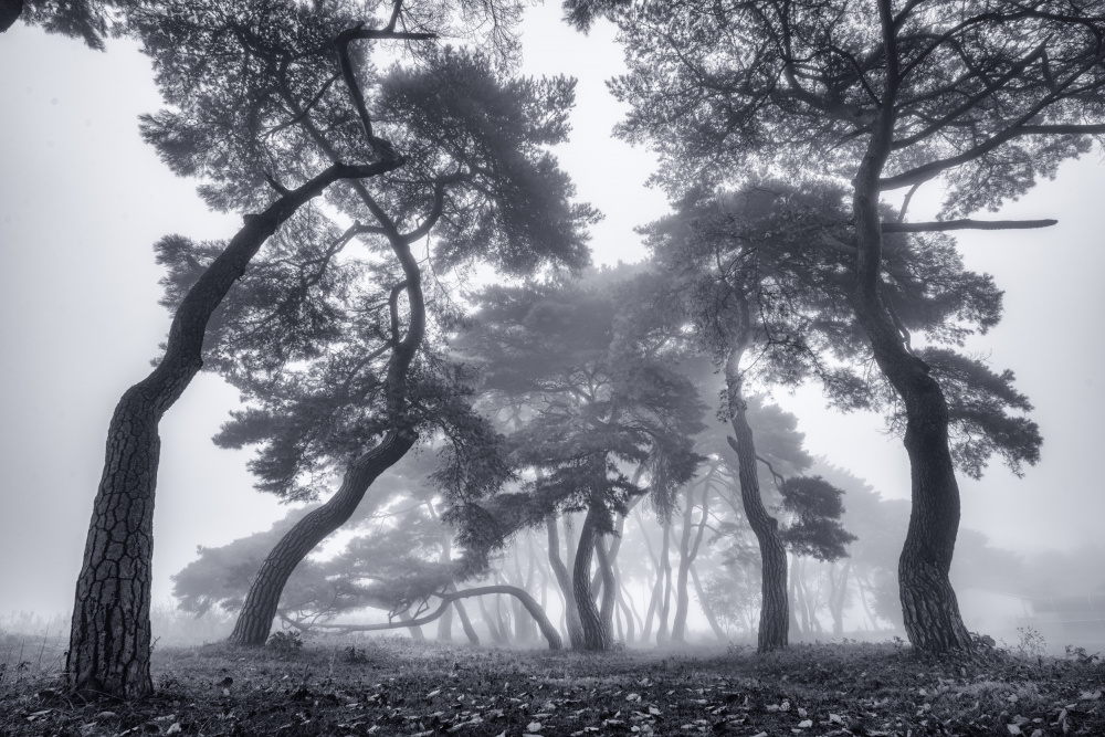 Dancing Trees from Tiger Seo