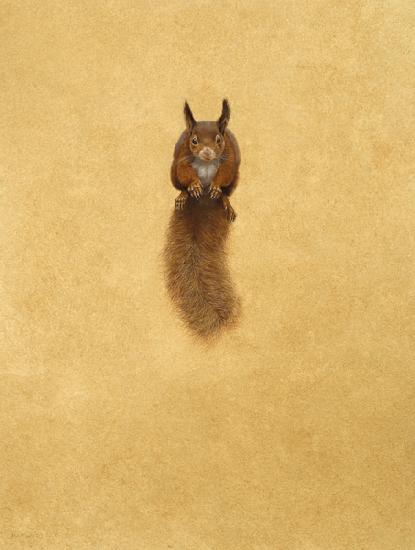 Leaping Red Squirrel -