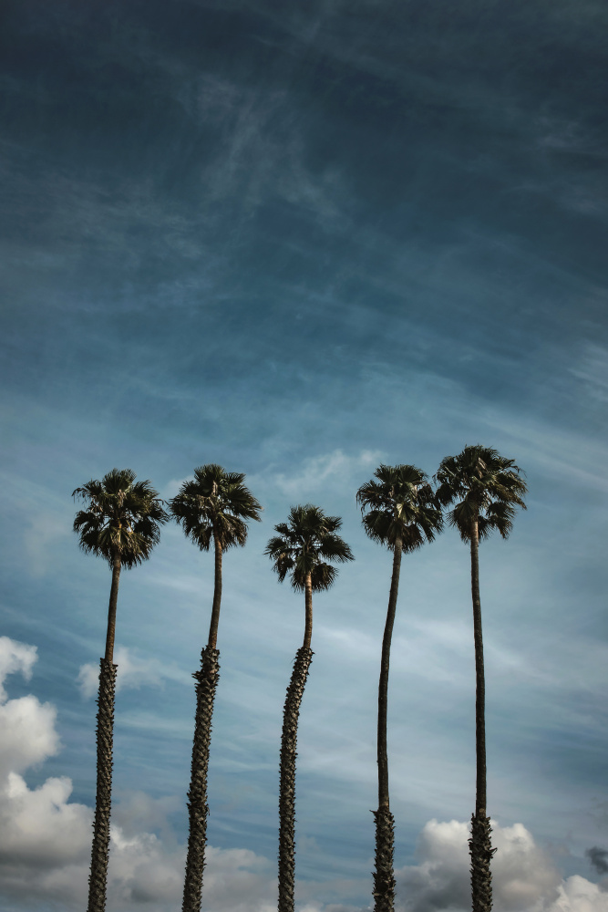 Five Palms from Tim Mossholder