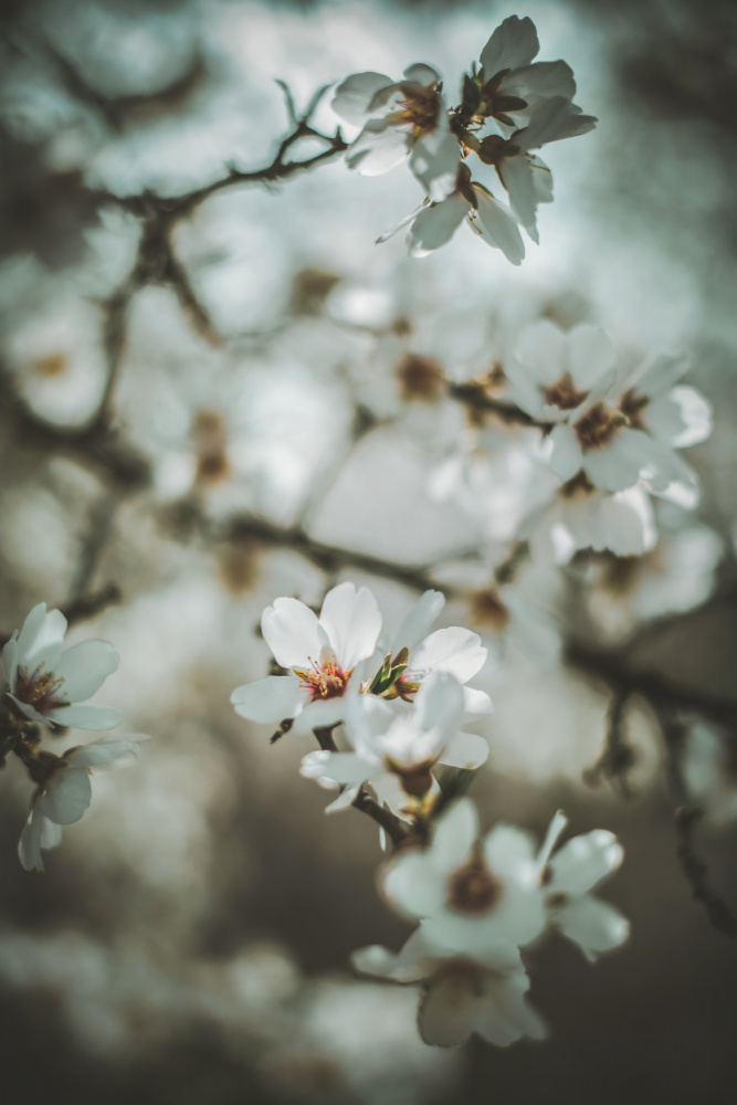 Almond Blossoms from Tim Mossholder