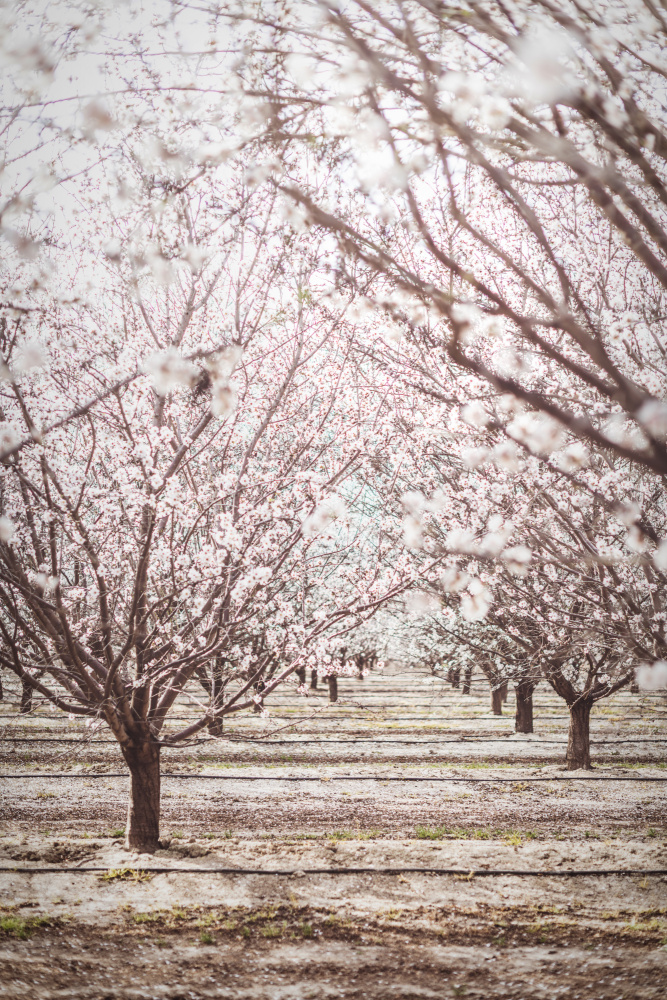 Almond Orchard from Tim Mossholder