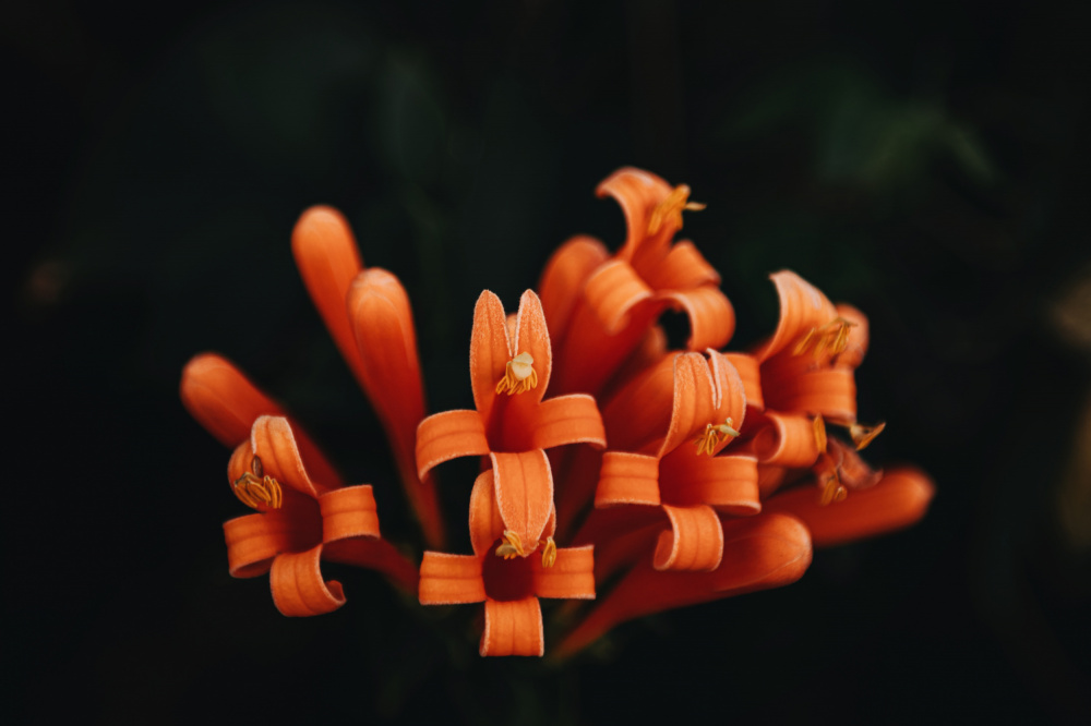 Orange Flowers from Tim Mossholder