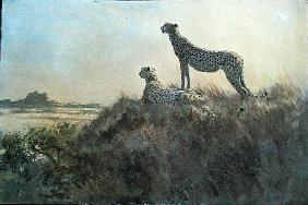 Cheetah, Serengeti (oil on board) 
