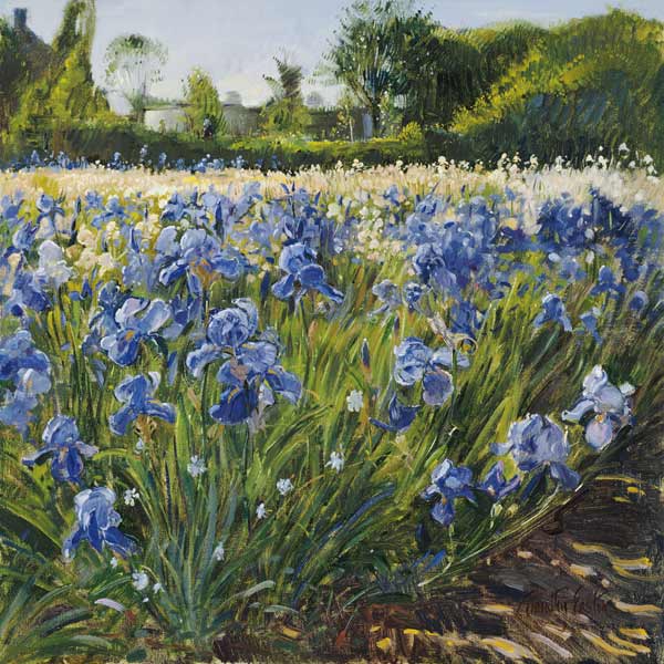Above the Blue Irises (oil on canvas)  from Timothy  Easton