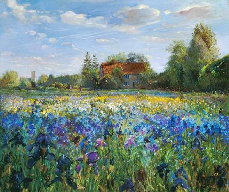 Evening at the Iris Field  - Timothy  Easton