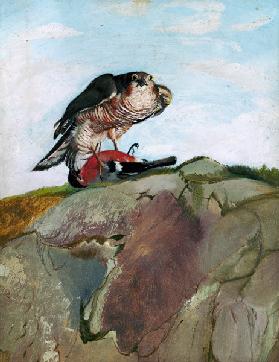 Sparrowhawk which has beaten a bullfinch.