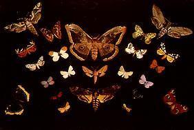 The butterflies