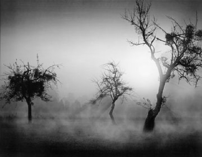 Bäume im Nebel II from Tom Weber