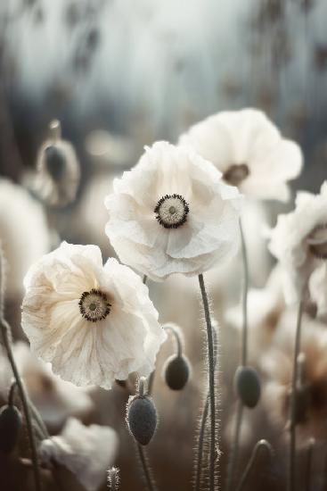 White Poppy Field No 1