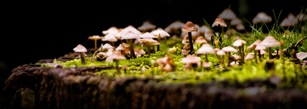 Fungus Town from Trevor Aston